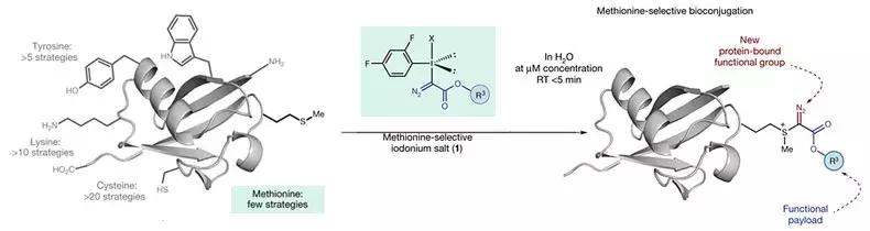 nature蛋白质识别,nature蛋白质作用