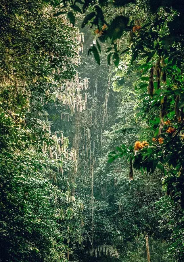 越南森林灭绝野生动物,越南森林生存环境恶劣