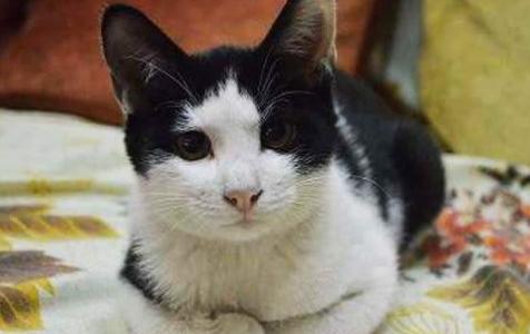 猫咪在被子上尿尿怎么纠正,猫咪报复性在地上拉屎咋办