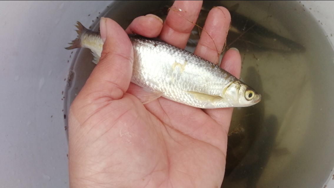 钓鱼闹小鱼技巧,钓鱼怎样防小鱼闹窝