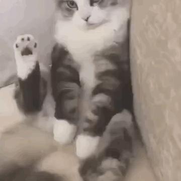 小猫咪身上有哪些神奇的开关,小猫咪身上的那些奇奇怪怪的开关