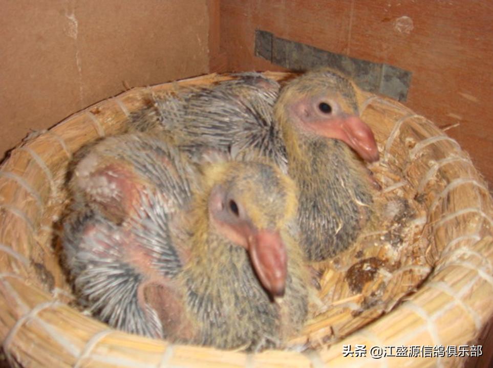 雏鸽时怎么分辨羽色,怎样识别公鸽和母鸽