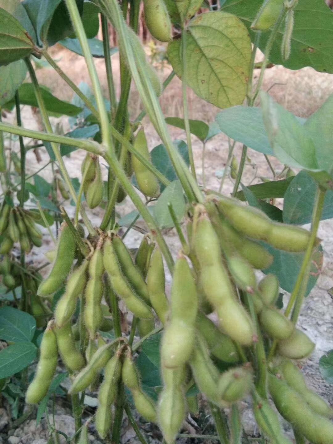 三粒荚毛豆,60天早熟毛豆品种