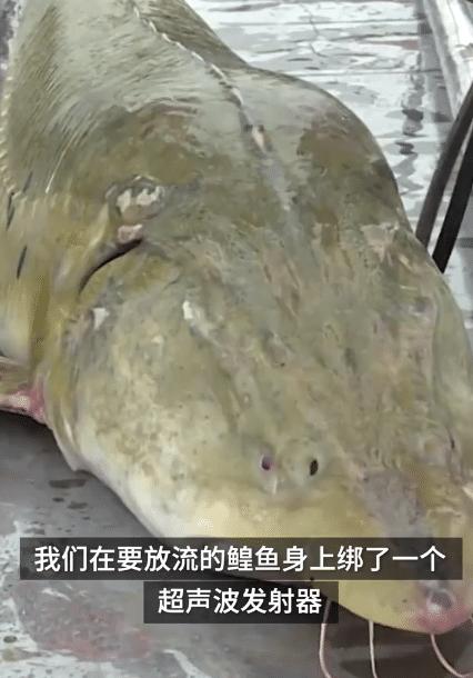 渔民误捕350斤鱼王,渔民误捕到的鱼