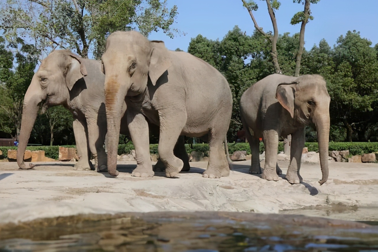 狼的配偶,狼的配偶只有一个