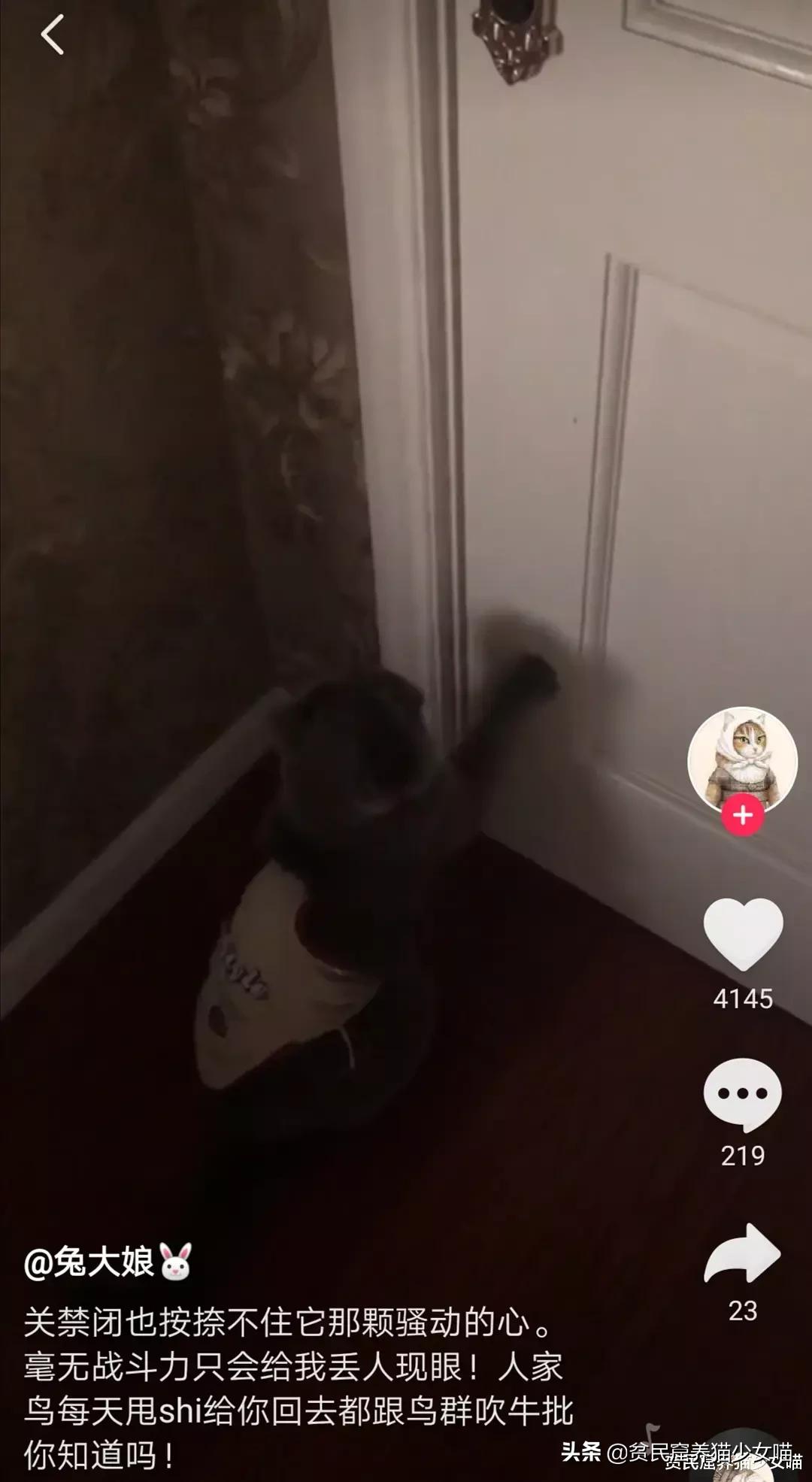 铲屎官对家养猫咪失望,铲屎官对猫咪的无语瞬间