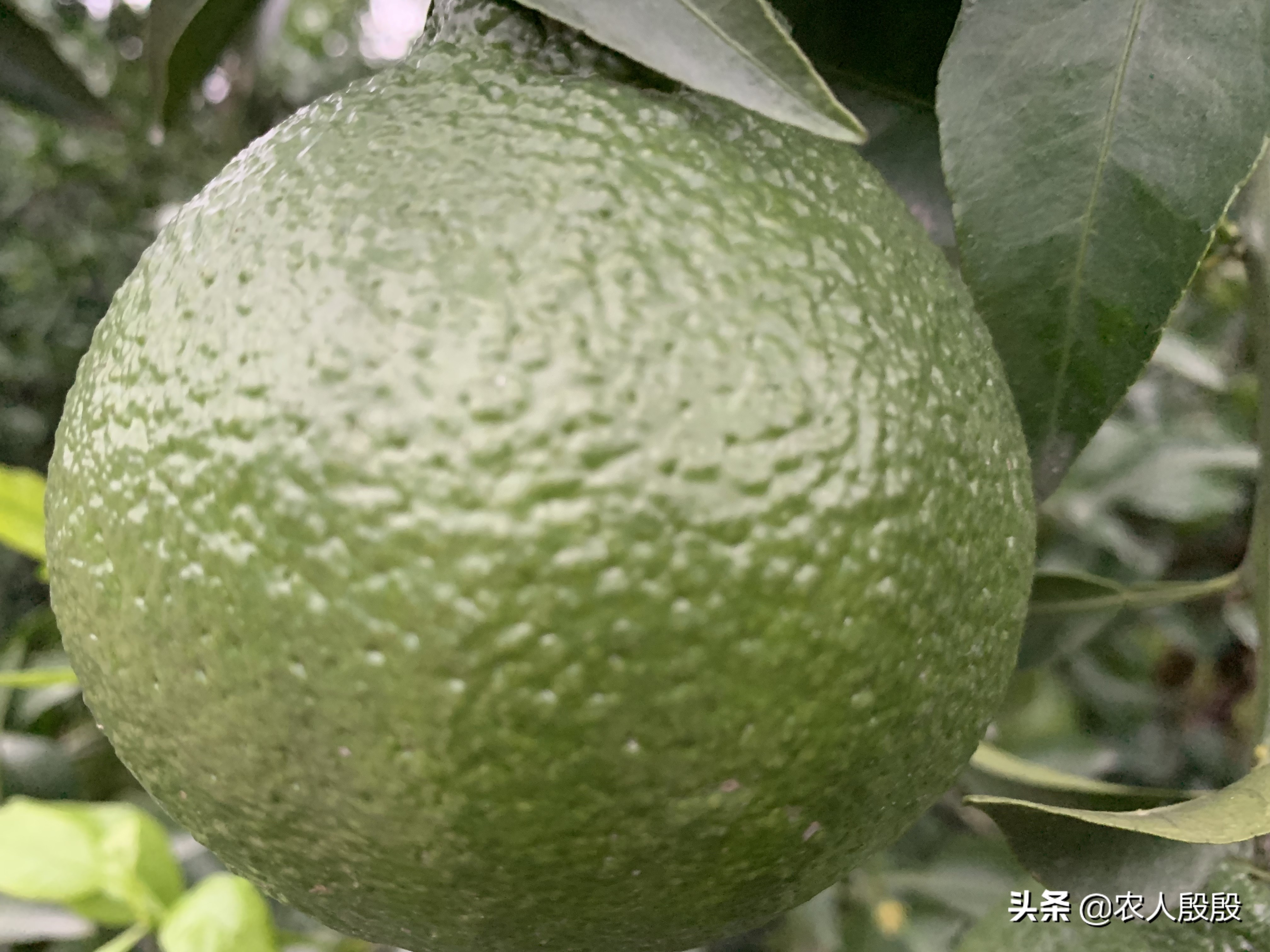 柑橘果实发黄是什么情况,促进柑橘果实着色的措施