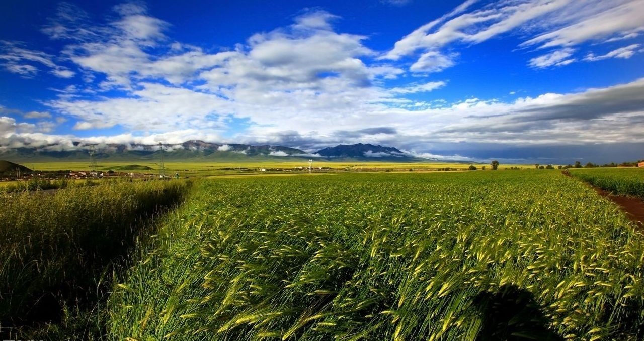 青海青稞丰收,青海沙棘丰收