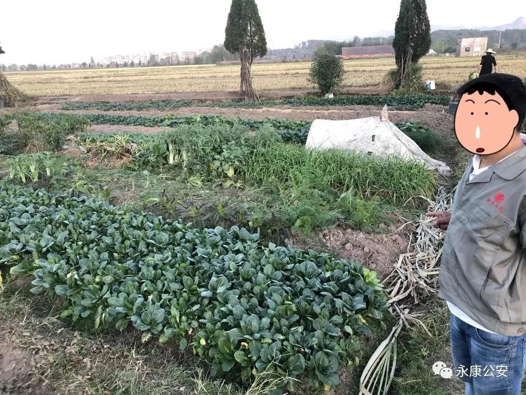 原来偷菜游戏叫啥,80后爱玩的偷菜游戏