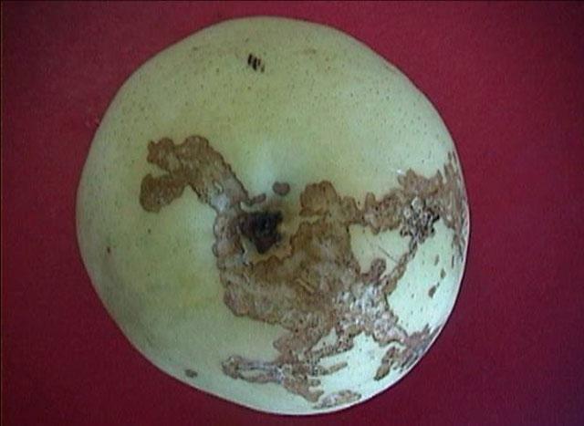 苹果小卷叶蛾怎么治疗,苹果小卷叶蛾的防治方法