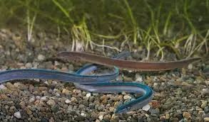 新西兰的雨林||皮龙亚狂想曲（7）