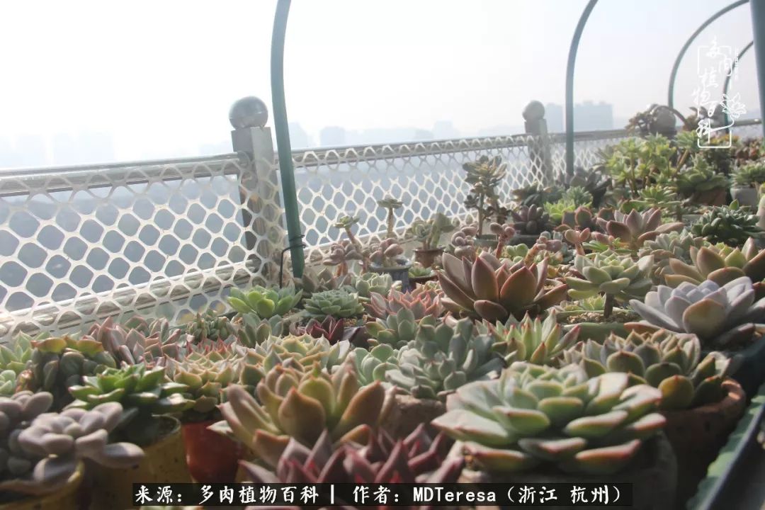 养好能养好的才是王道！期待多肉们的华丽转身