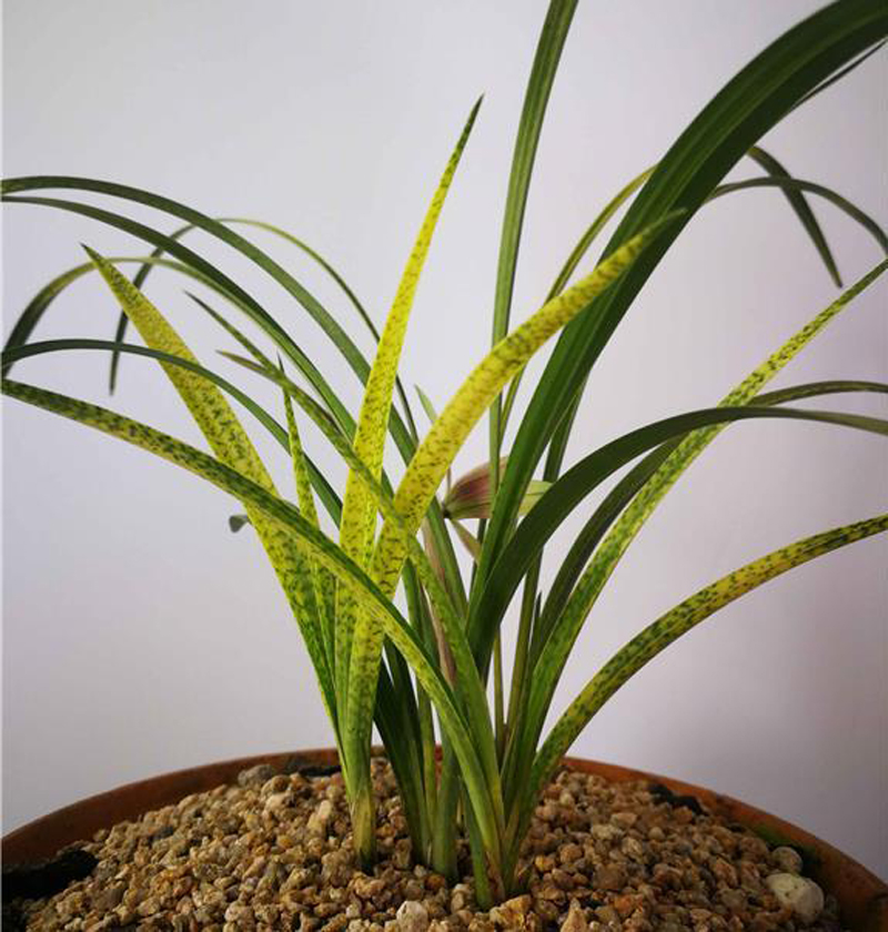 兰花新叶发黑怎么回事,兰花叶片发黄的原因和处理方法