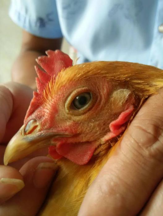 鸡眼睛瞎什么病,鸡单只眼睛脸肿是什么病