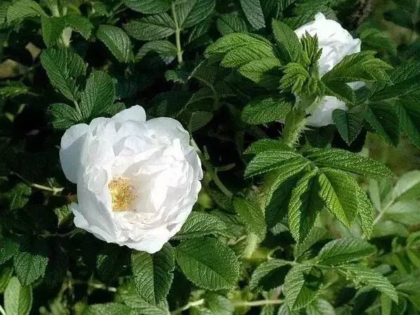 玫瑰与月季如何识别开什么颜色花,鲜花玫瑰和月季的区别图解