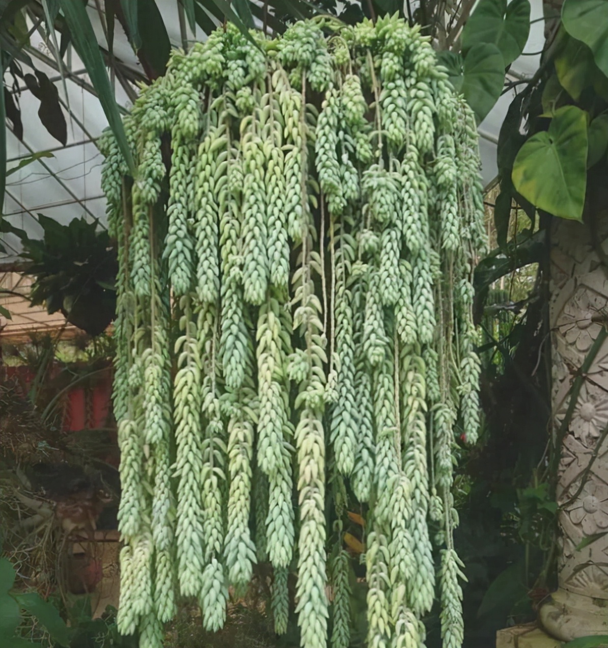 多肉养成垂吊,好养的垂吊多肉