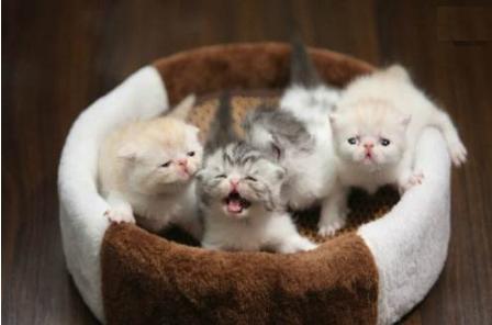 宠物猫咪难产生不出来怎么办？难产小猫咪还能活吗