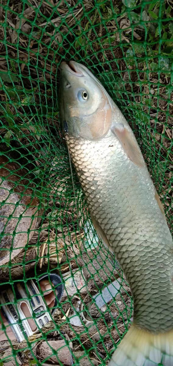 新手钓鱼选择什么鱼竿,新手钓鱼用什么调性鱼竿合适