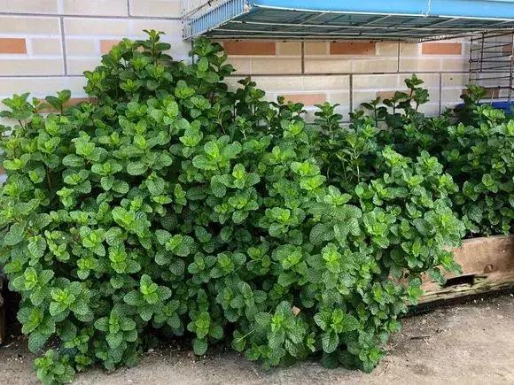 春天养一盆草花,养这4种花放松安神能睡更香