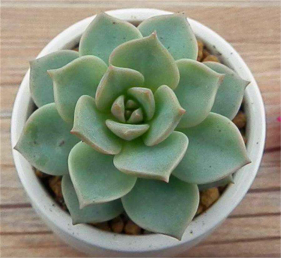 白牡丹多肉越来越白怎么回事,多肉白牡丹怎么度夏