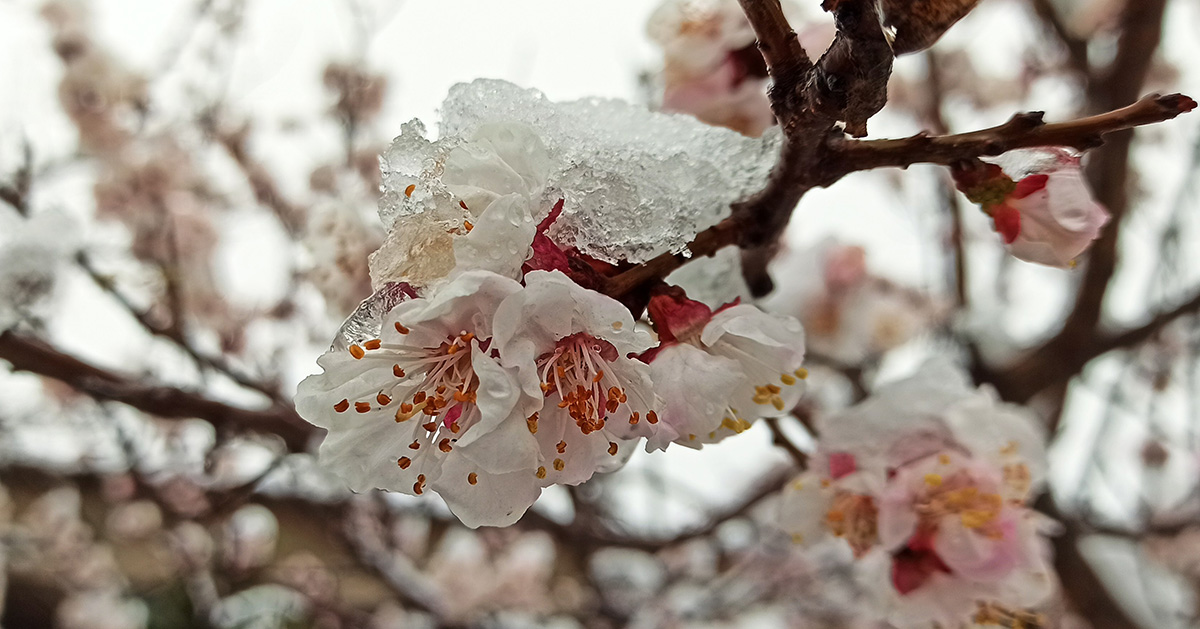 上山采蘼芜是什么体裁的诗歌,上山采蘼芜是汉乐府民歌吗