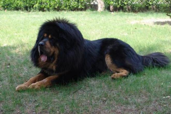 战斗力最强的10种狗排名,十种战斗力最强的狗排名