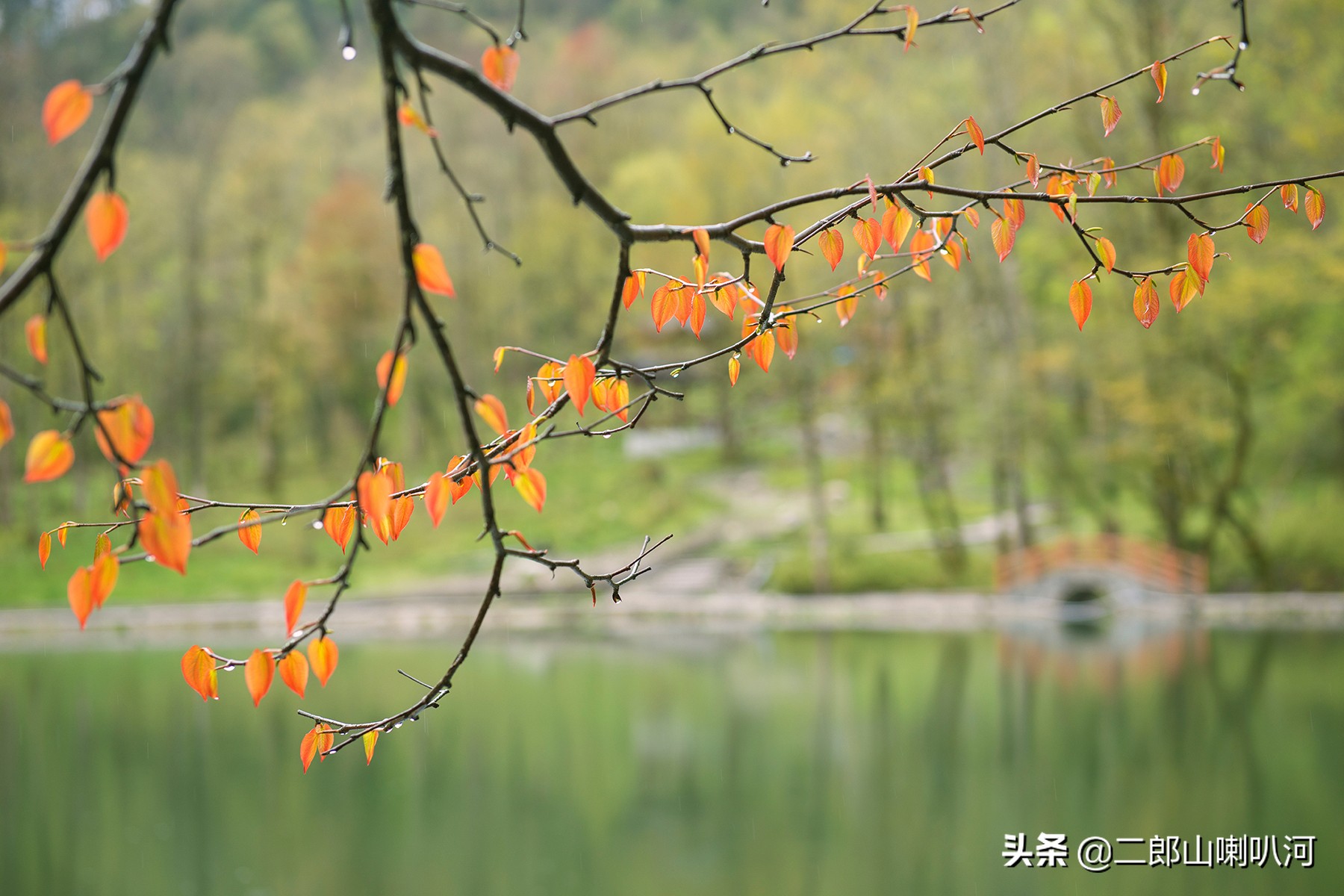 去喇叭河景区,去喇叭河玩住哪里