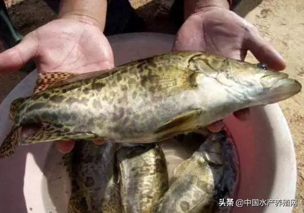 跟风导致价格大起大落，这恶果不好吃！存量逐渐消耗，养殖户惜售，大养之年，近期鳜鱼渐渐走出低谷