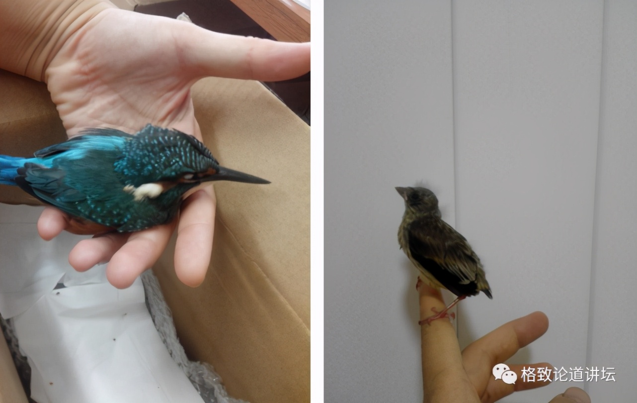 捡到只受伤的鸟怎么办,野外捡到受伤的小鸟