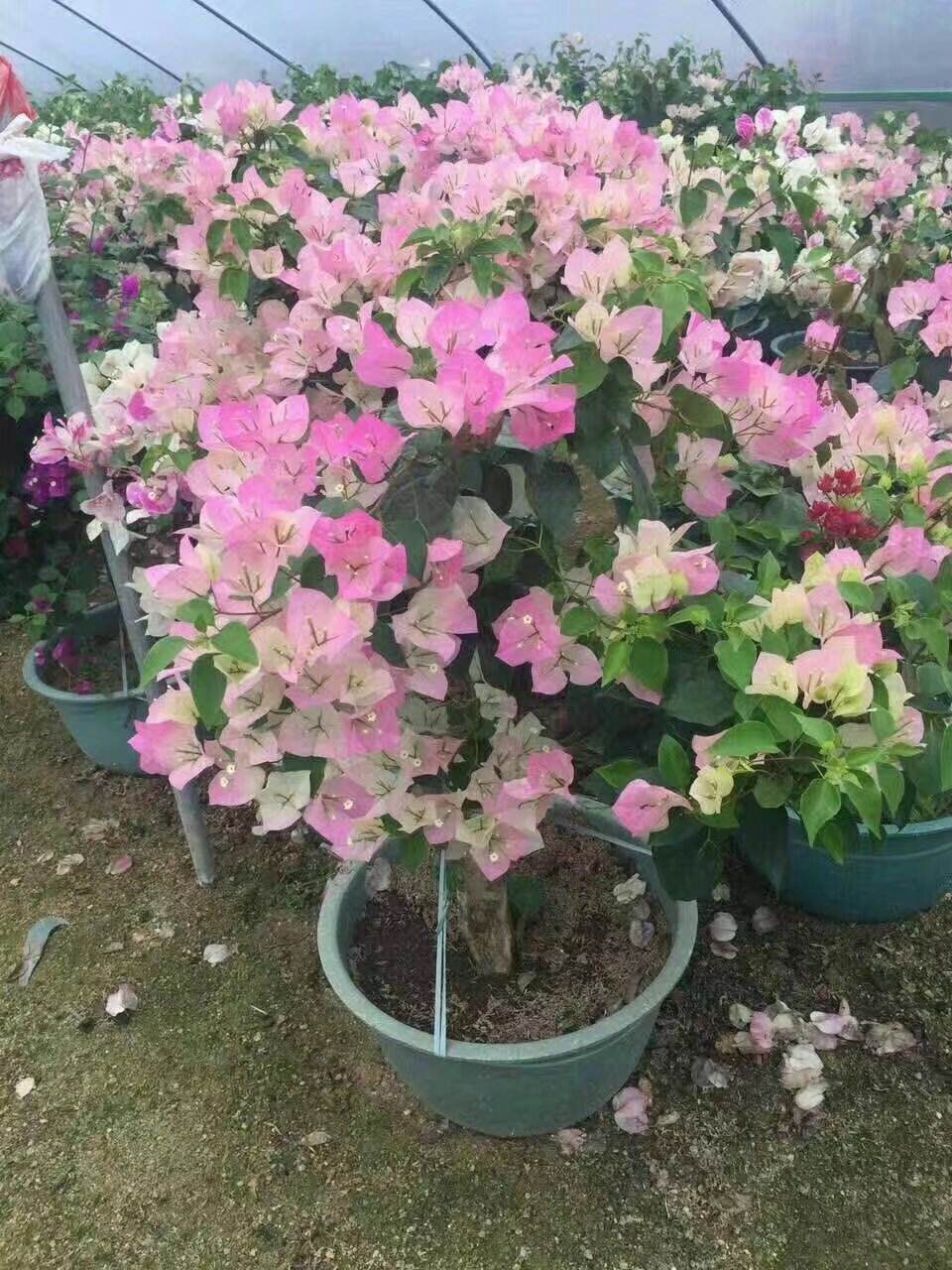 三角梅扦插后新芽黑掉了,三角梅扦插一直泡水会坏吗