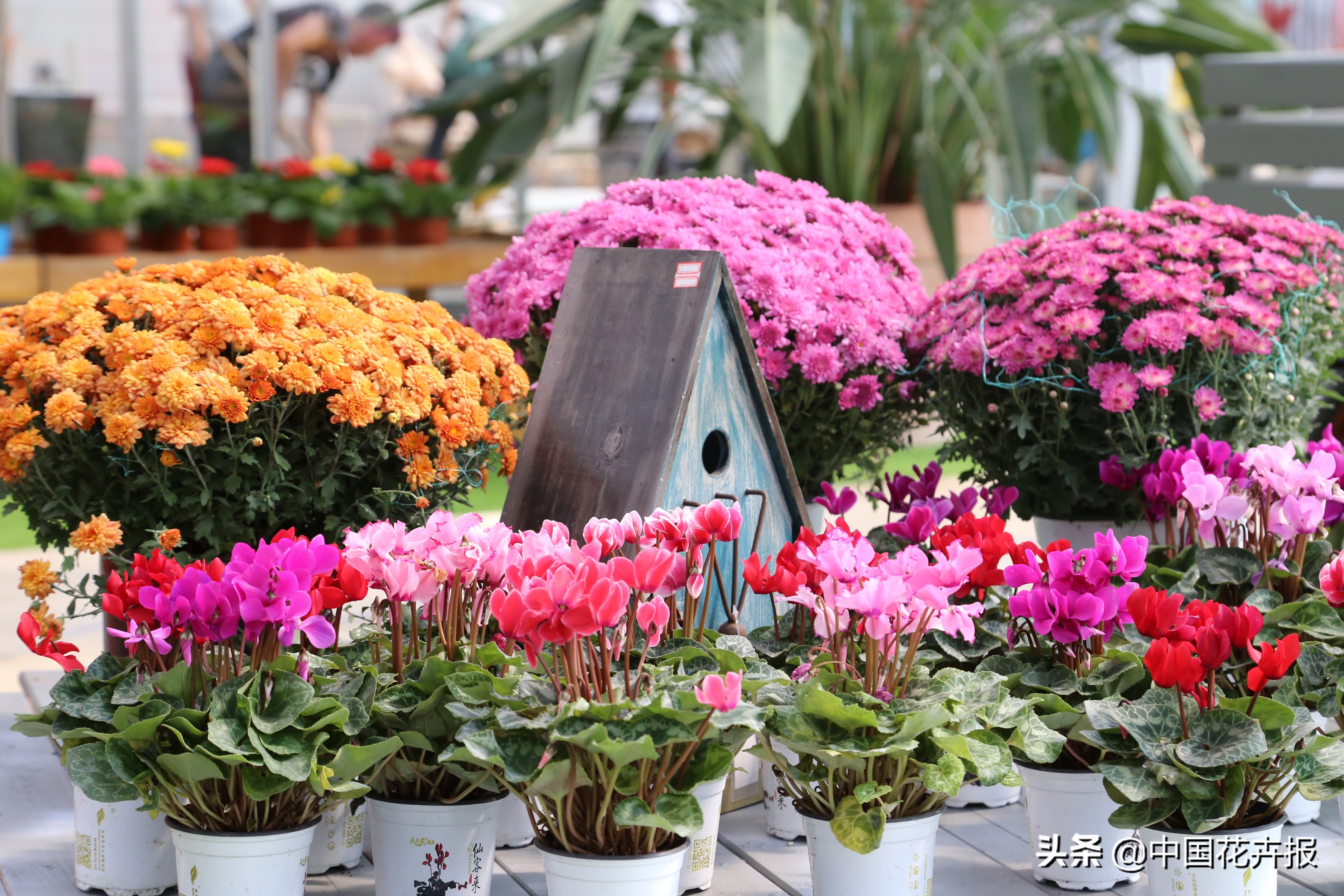 过年买的喜庆的花,过年买的喜庆花