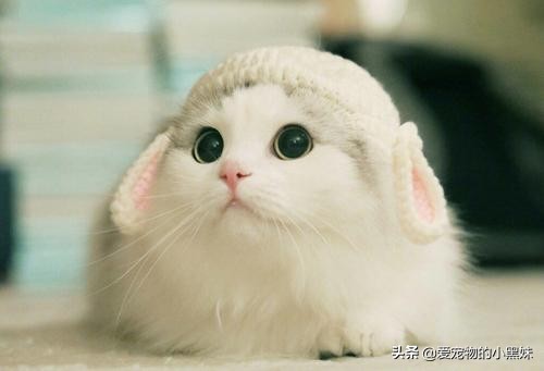 分享养猫咪日常生活习惯的铲屎官,铲屎官诱骗猫咪多喝水的7大招术