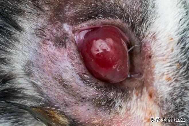 猫咪眼睛有分泌物怎么处理,猫咪眼部常见的疾病及日常护理