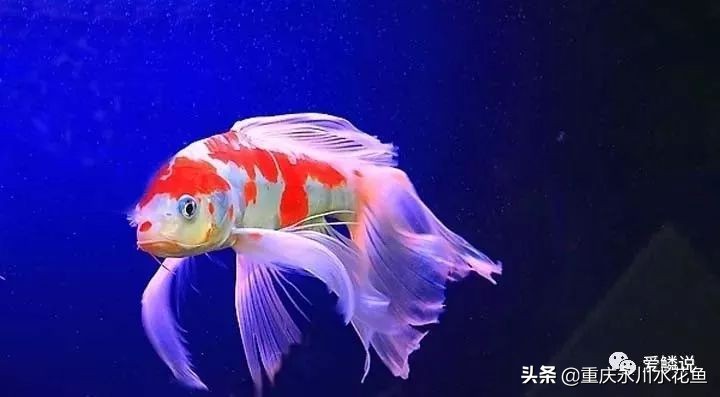 普身蝴蝶鲤和龙凤锦鲤的区别,龙凤锦鲤和蝴蝶锦鲤哪个更贵