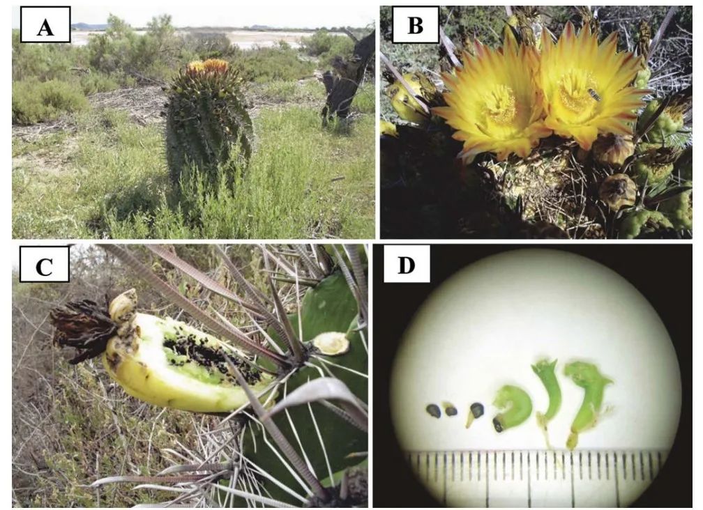 当别的种子匆匆离家，这些种子却在妈妈身上发芽