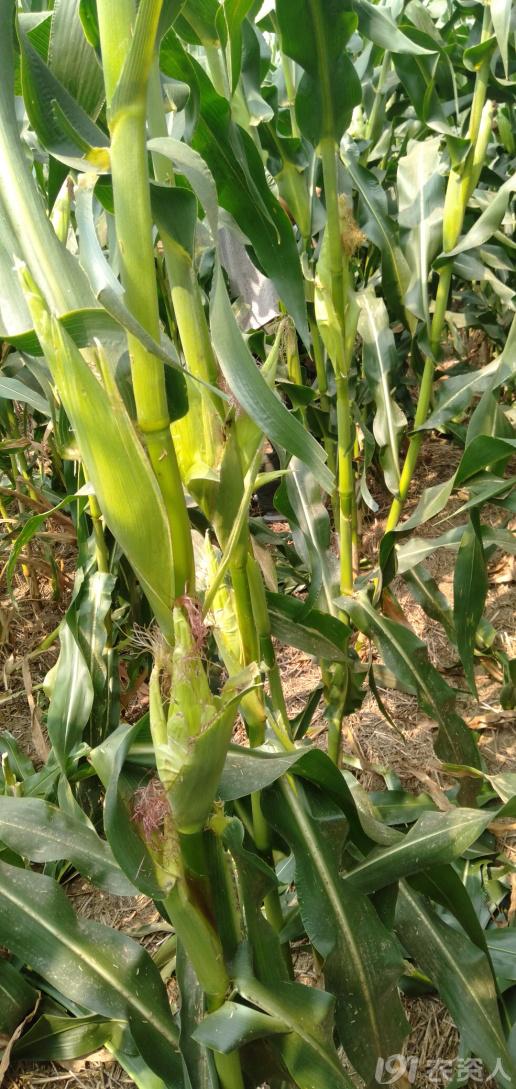 河南适合种植高产玉米,玉米高产高效种植技术