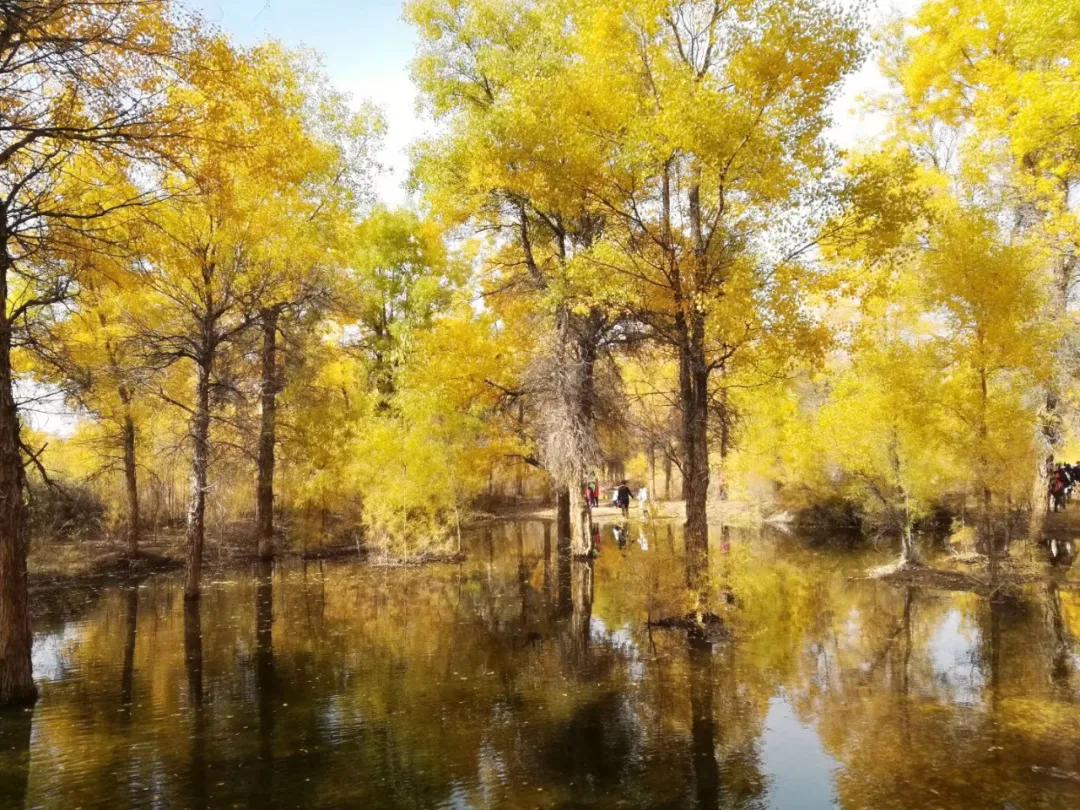额济纳青年节旅游攻略,额济纳胡杨林旅游攻略