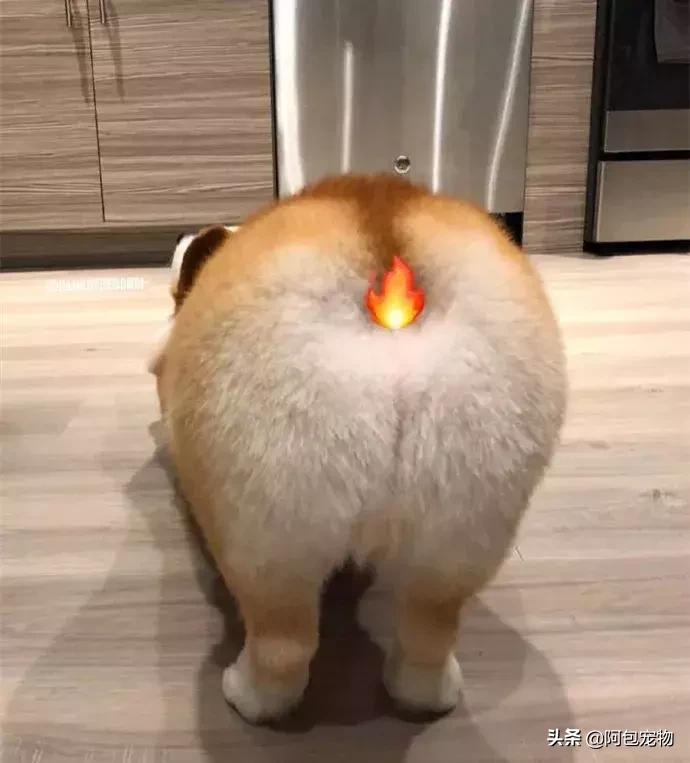 2019柯基国家展,首届柯基