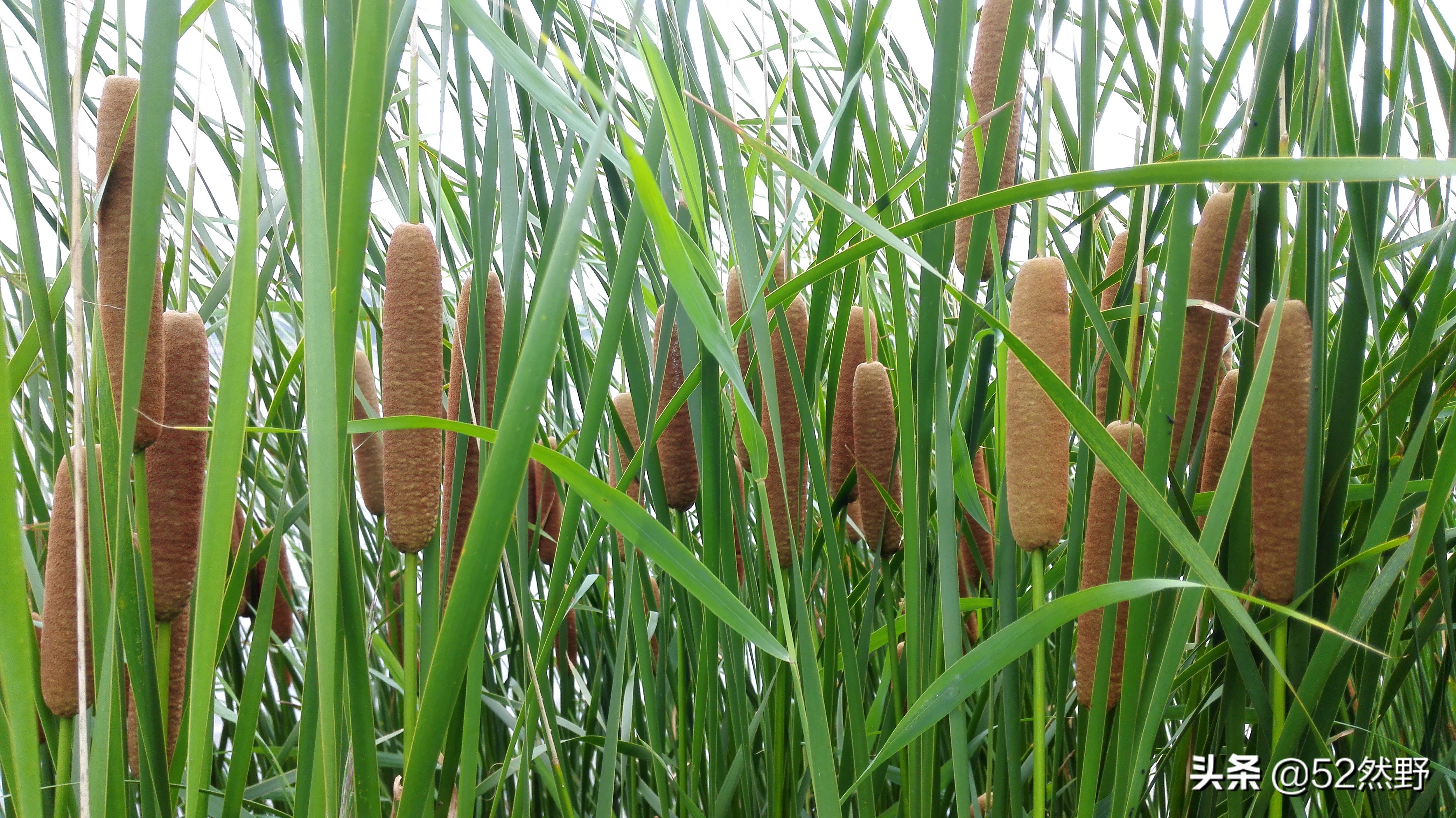 永定河北京的母亲河桑干河,桑干河与滹沱河