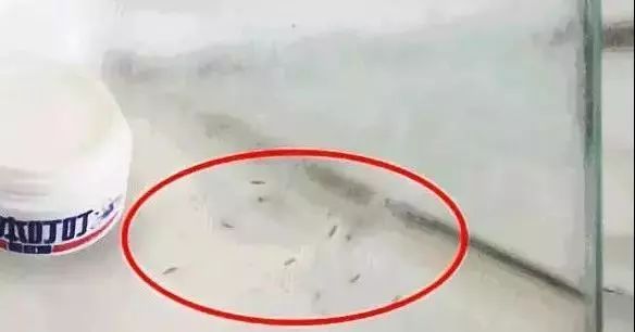 日本的变态杀蚊子神器,日本蚊子驱蚊神器