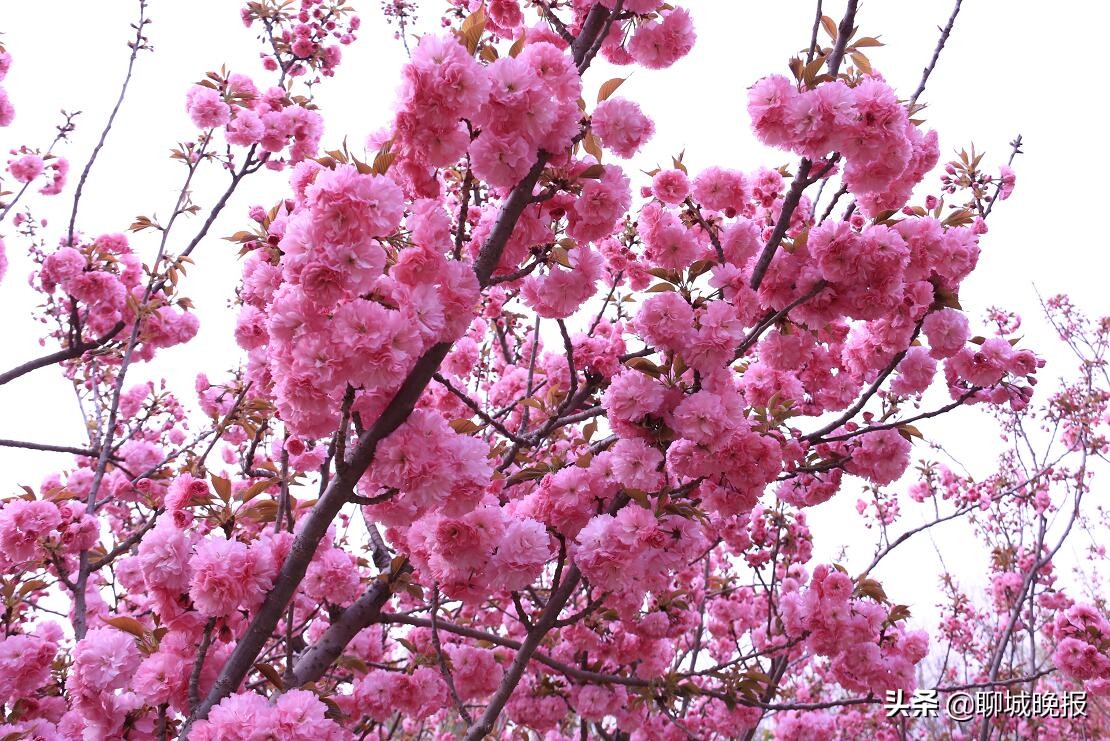 樱花王国樱花节,樱花盛开节