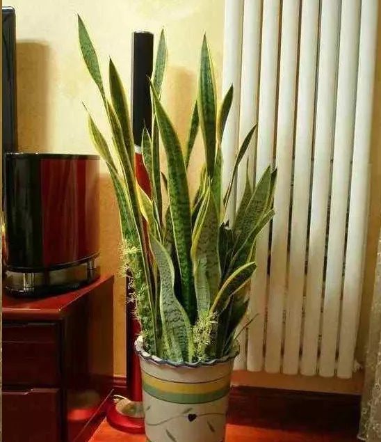 养花也要一种好心态才能养好花,人养花花养人6种花越养越健康