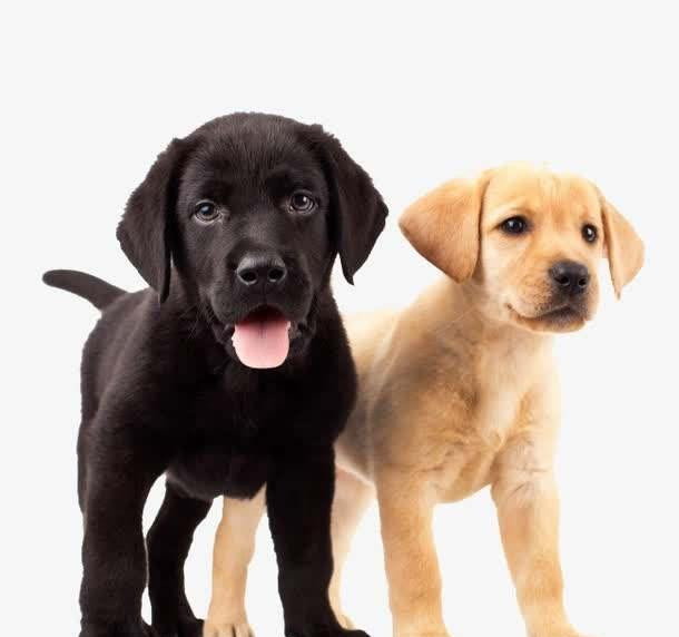 狗狗太胖怎么减肥最有效的方法,狗狗太瘦吃什么增肥菜谱