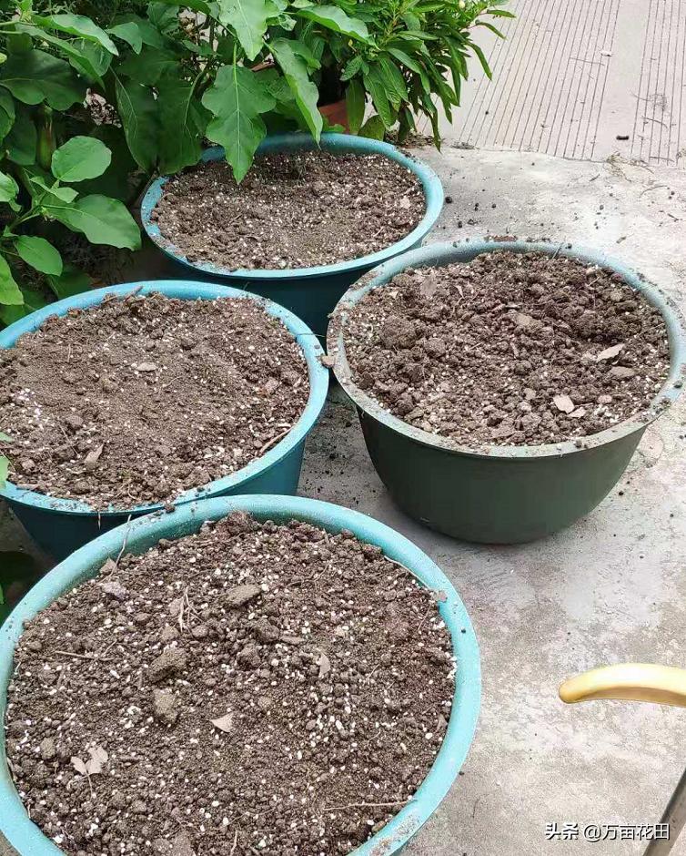 稻壳炭放在花土上面能防虫吗,稻壳炭和发酵稻壳什么区别