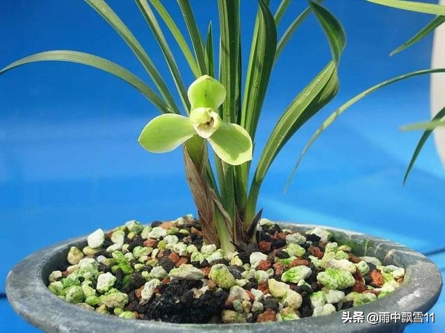 春兰怎么挑选好呢,新手春兰买什么品种