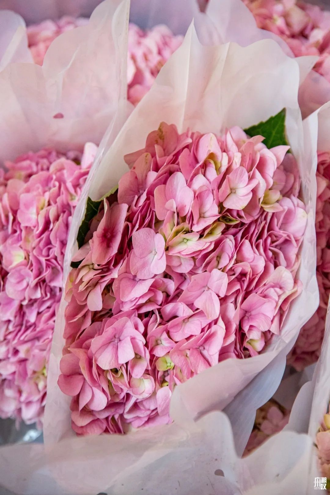 广州最便宜的花卉市场1块钱,广州岭南花卉市场买花攻略