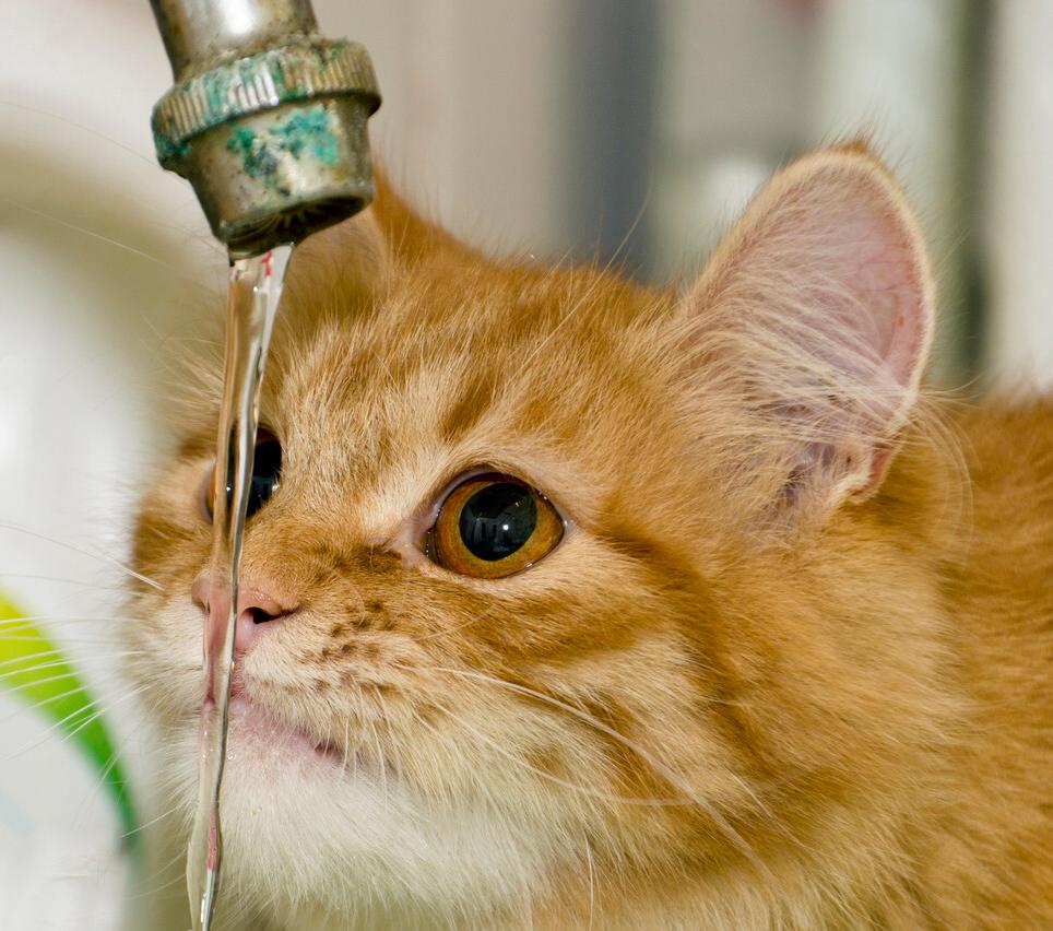 猫咪会因为天气变化不爱喝水吗,猫咪不爱喝水可以用针管喂吗