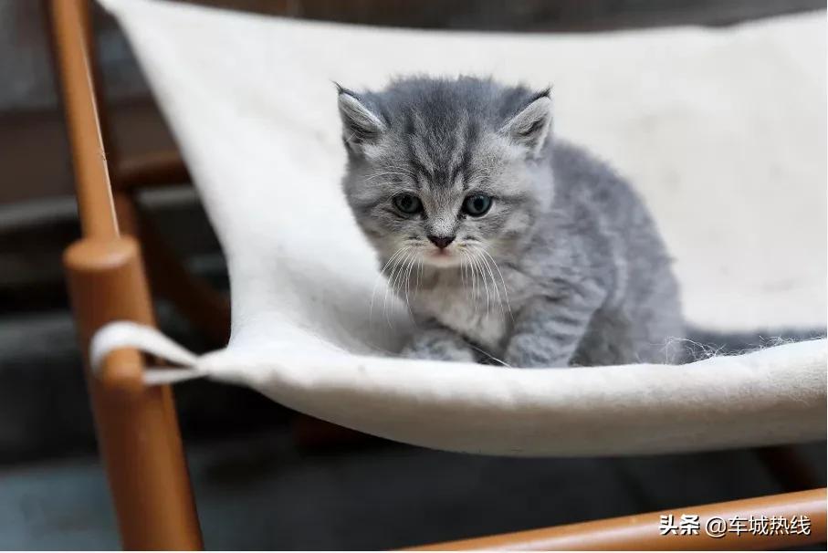 萌化了！十堰茅箭区首届撸猫节，周末约起