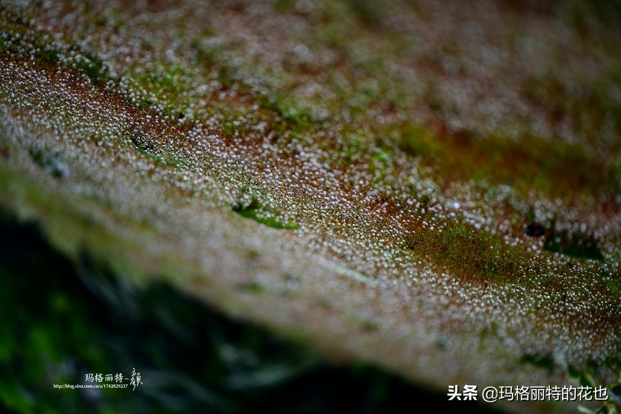 种植苔藓养护方法,苔藓怎么养护才能长得好