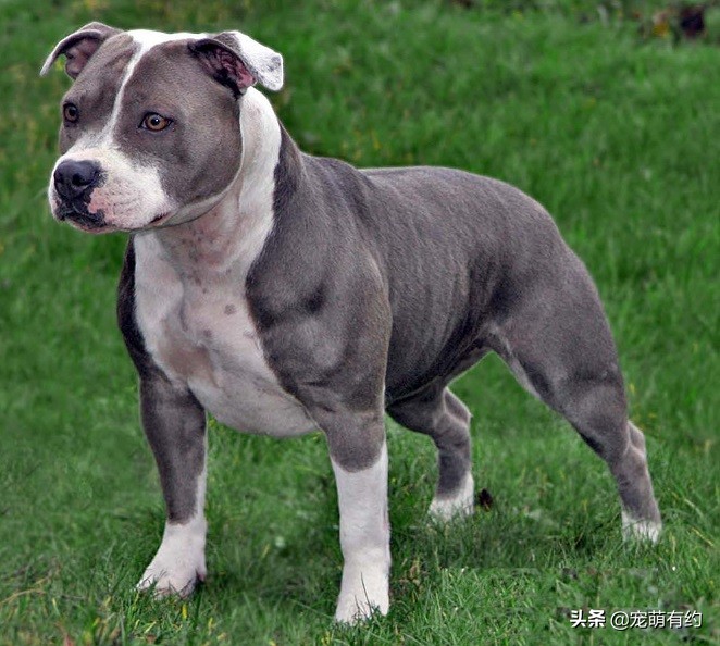 斯塔福犬和比特犬哪个厉害,斯塔福犬凶残排行